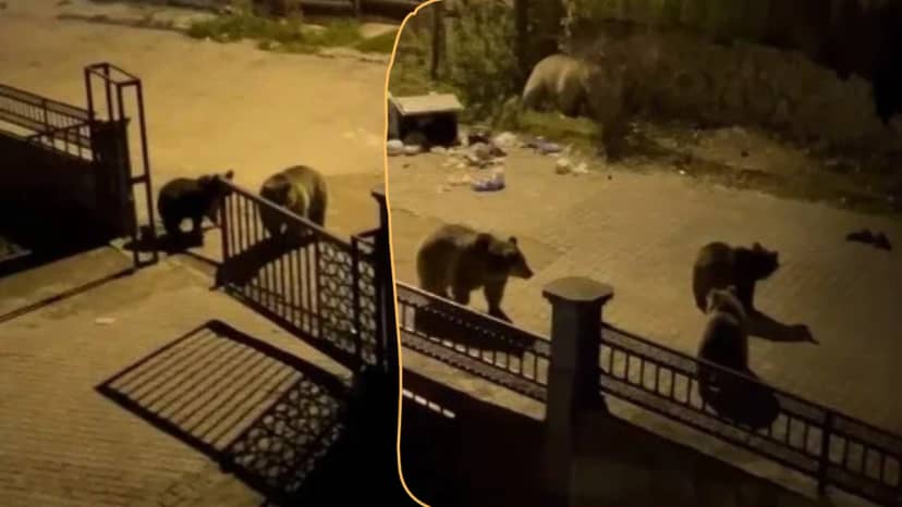 Ayıyı çöp karıştırırken gören vatandaş dayanamadı! Güldüren anlar kamerada