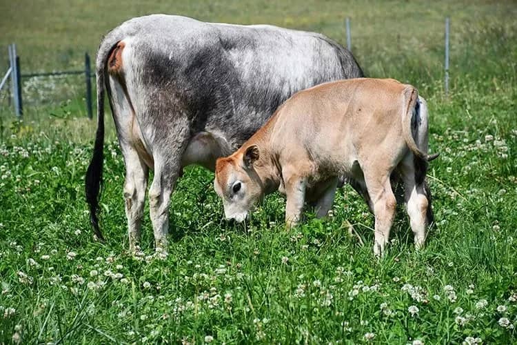 İlk kez bir insanı hayattan kopardı! Sığırlarda görülen virüs mercek altında