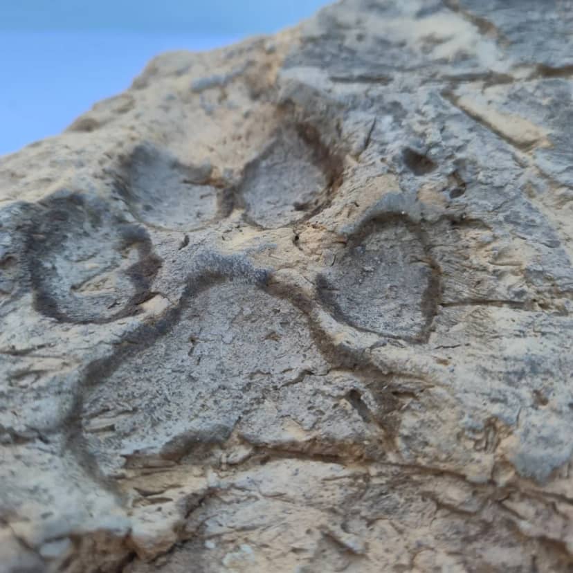 Tavşanlı Höyük kazılarında tarihi keşif! 4 bin yıllık pati izleri bulundu
