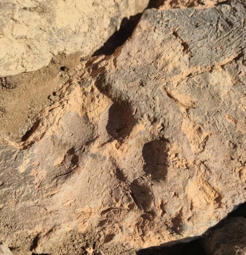 Tavşanlı Höyük kazılarında tarihi keşif! 4 bin yıllık pati izleri bulundu