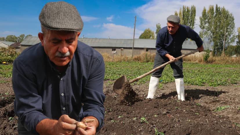 Tavsiye üzerine ekti, hayatı değişti! Kilosunu 950 bin TL’den satıyor: Bu bitkinin her şeyinden yararlanılıyor