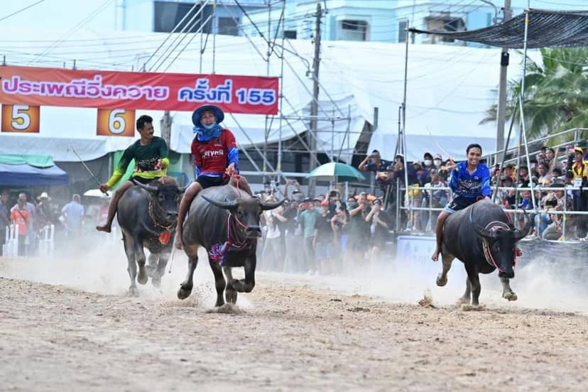 Tayland'ın Chonburi kentinde çeltik hasat sezonu bufalo yarışı festivaliyle kutlandı