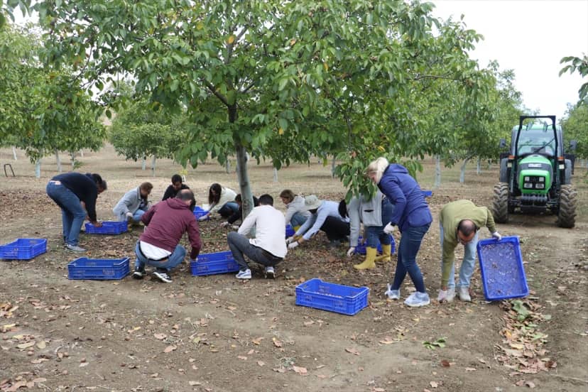 Tekirdağ Bağcılık Araştırma Enstitüsü'nde 6,5 ton ceviz rekoltesi bekleniyor