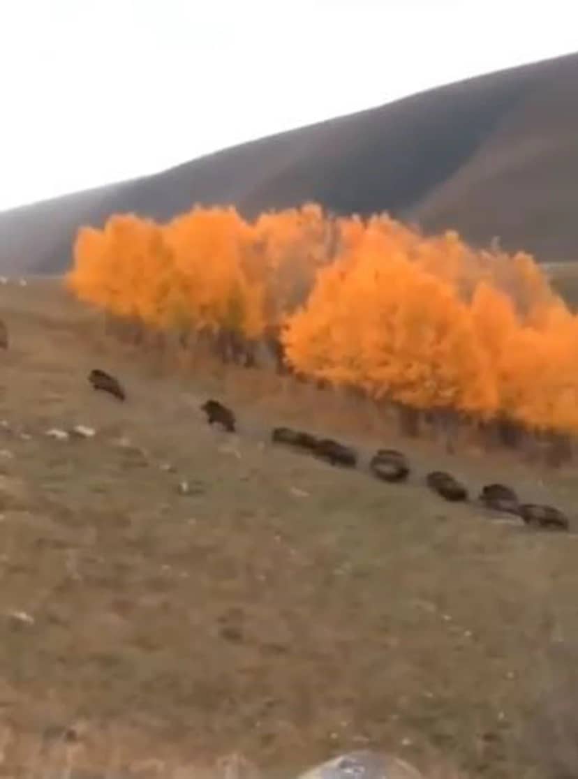 Ardahan Damal'da domuz sürüsü büyükbaş hayvanların yakınından geçerek görüntülendi
