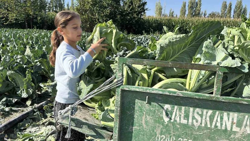 Burdur'da 9 yaşındaki öğrenci tarlada çalışıyor, doktor olmak istiyor