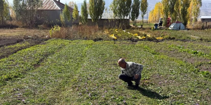 Esnaflığı bıraktı, hasat için gün doğmadan yola koyuluyor! Kilosu 1 milyon lira