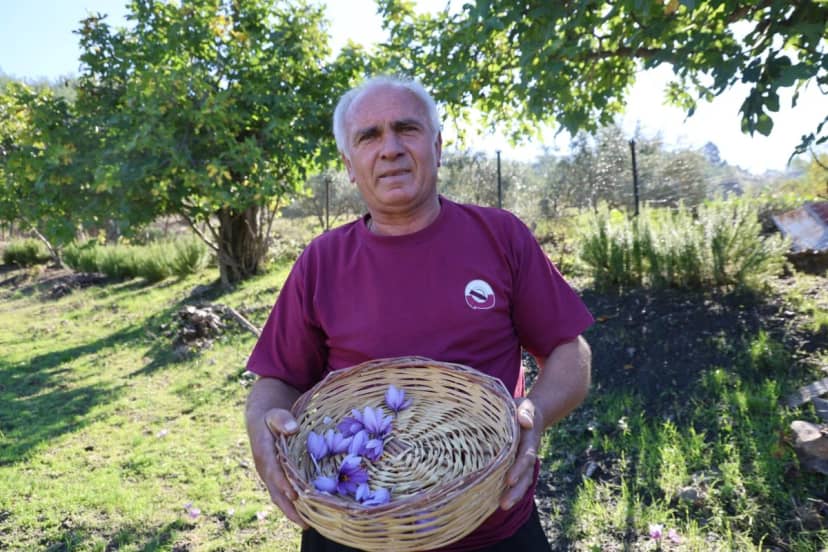 Gramını 900 TL'den satıyor! 2 dönümden 540 bin TL kazanacak