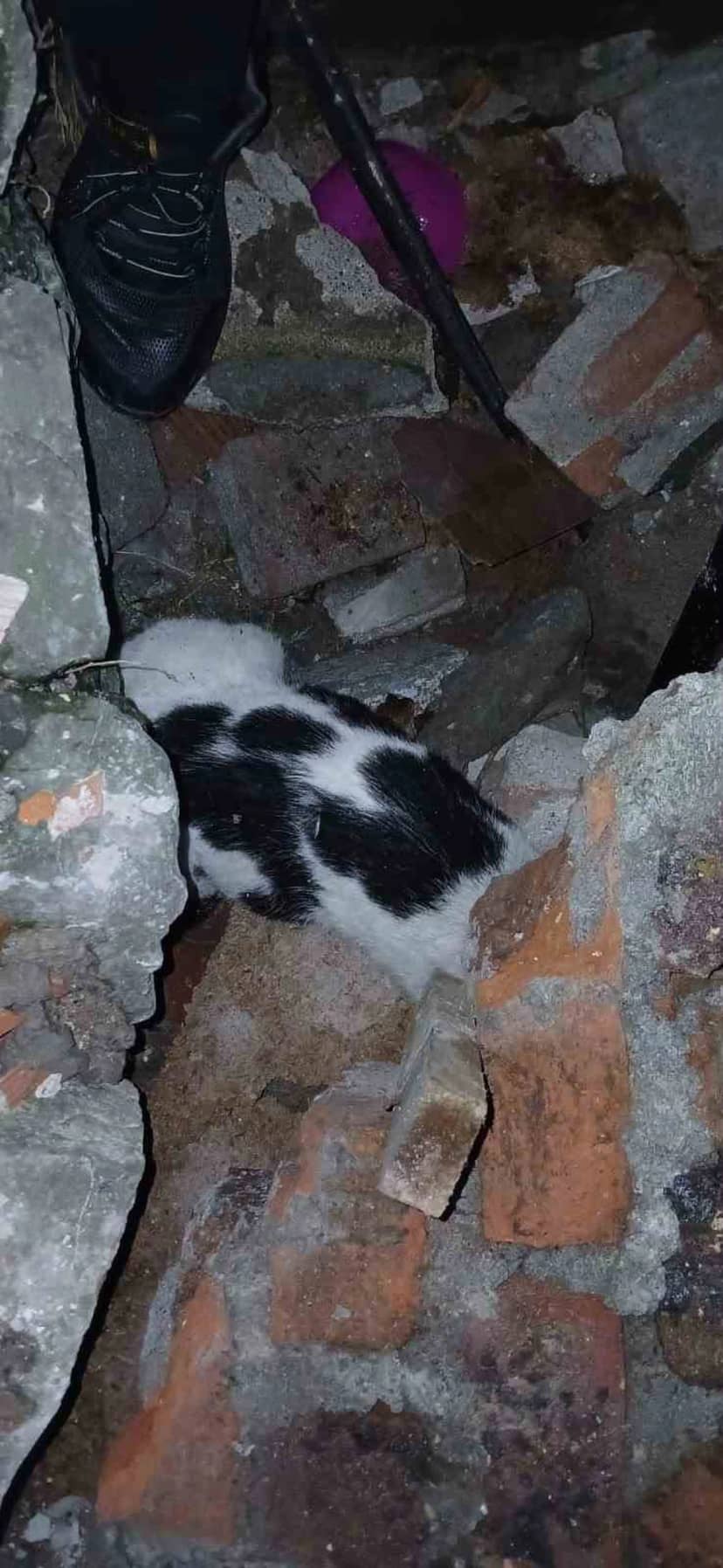 Zonguldak'ta 6 gün sonra enkazdan çıkarılan yaralı kedi barınağa teslim edildi