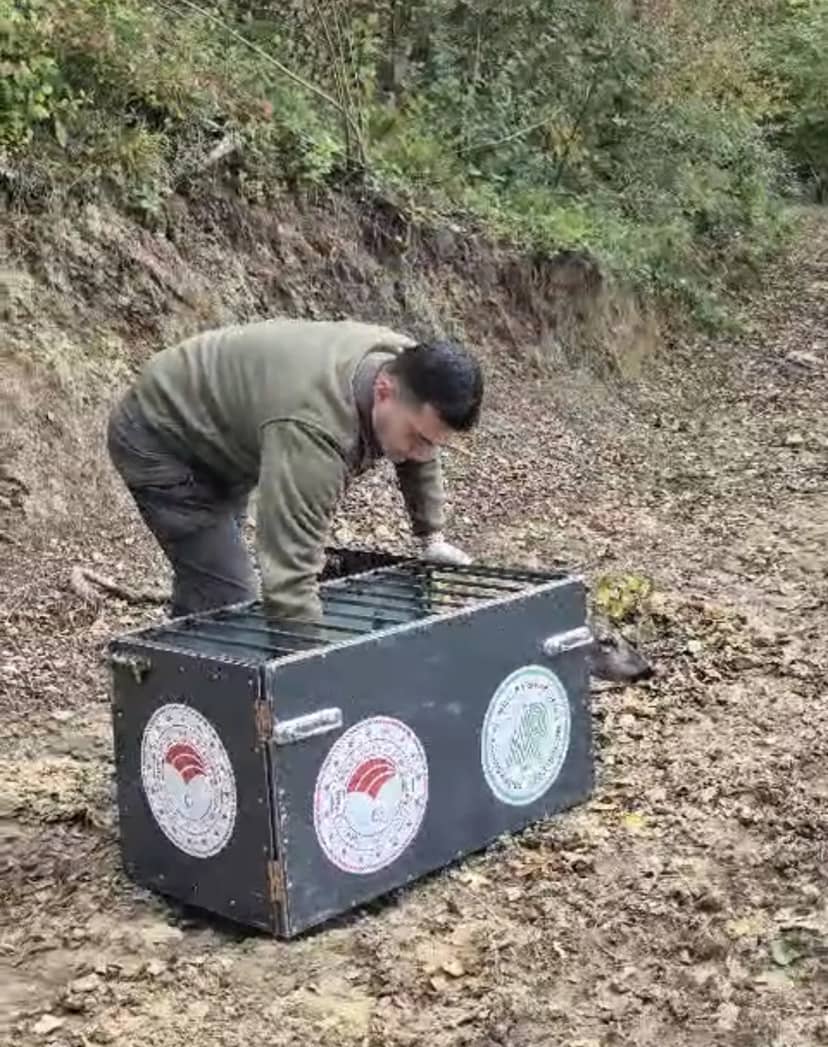 Bartın'da otomobilin çarptığı 3 yaşındaki karaca 3 günlük tedaviyle doğaya salındı
