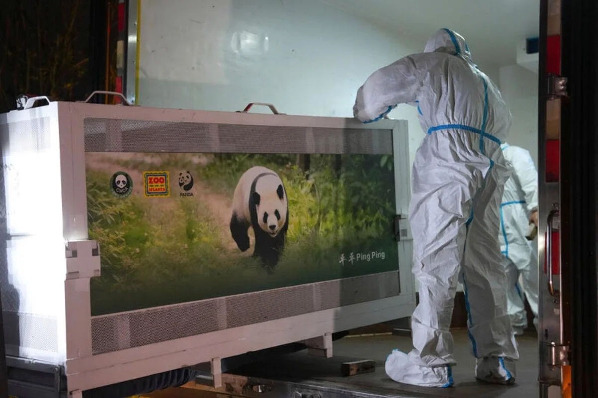 Şi'nin ziyaretinin ardından ABD'ye gönderilmesine karar verilen 2 panda Atlanta'ya ulaştı — 3. fotoğraf