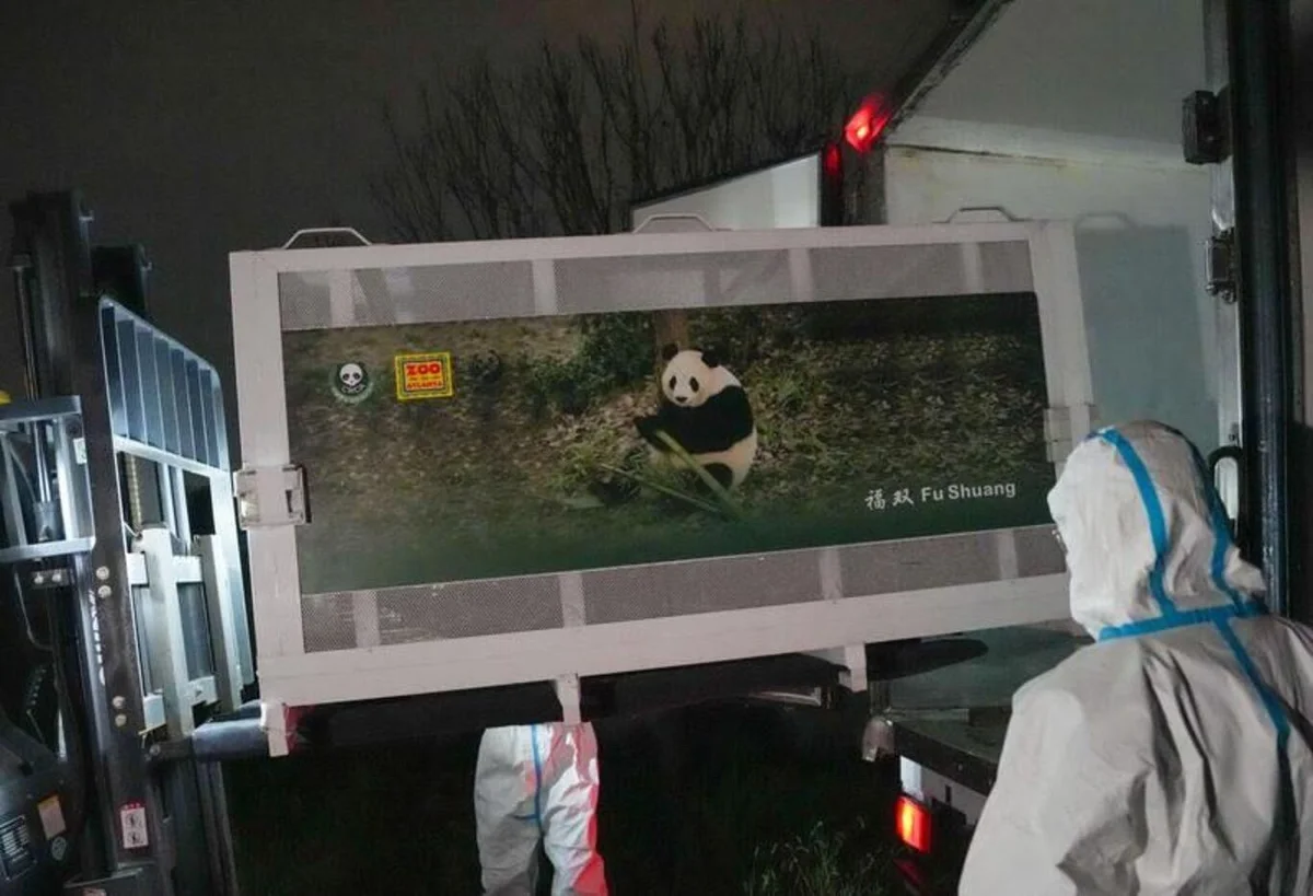 Şi'nin ziyaretinin ardından ABD'ye gönderilmesine karar verilen 2 panda Atlanta'ya ulaştı — 6. fotoğraf