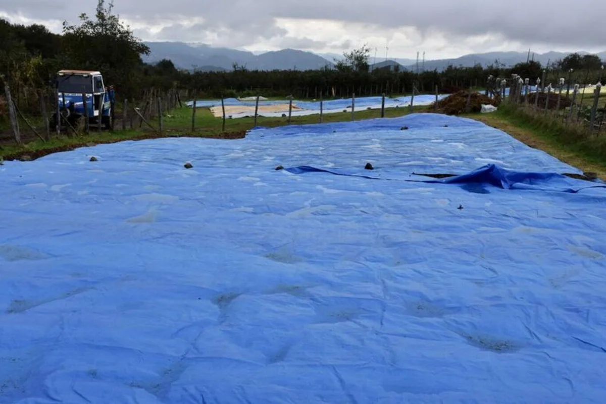 Ordu'da üreticiler bu kez "güneş duası" yaptı — 12. fotoğraf