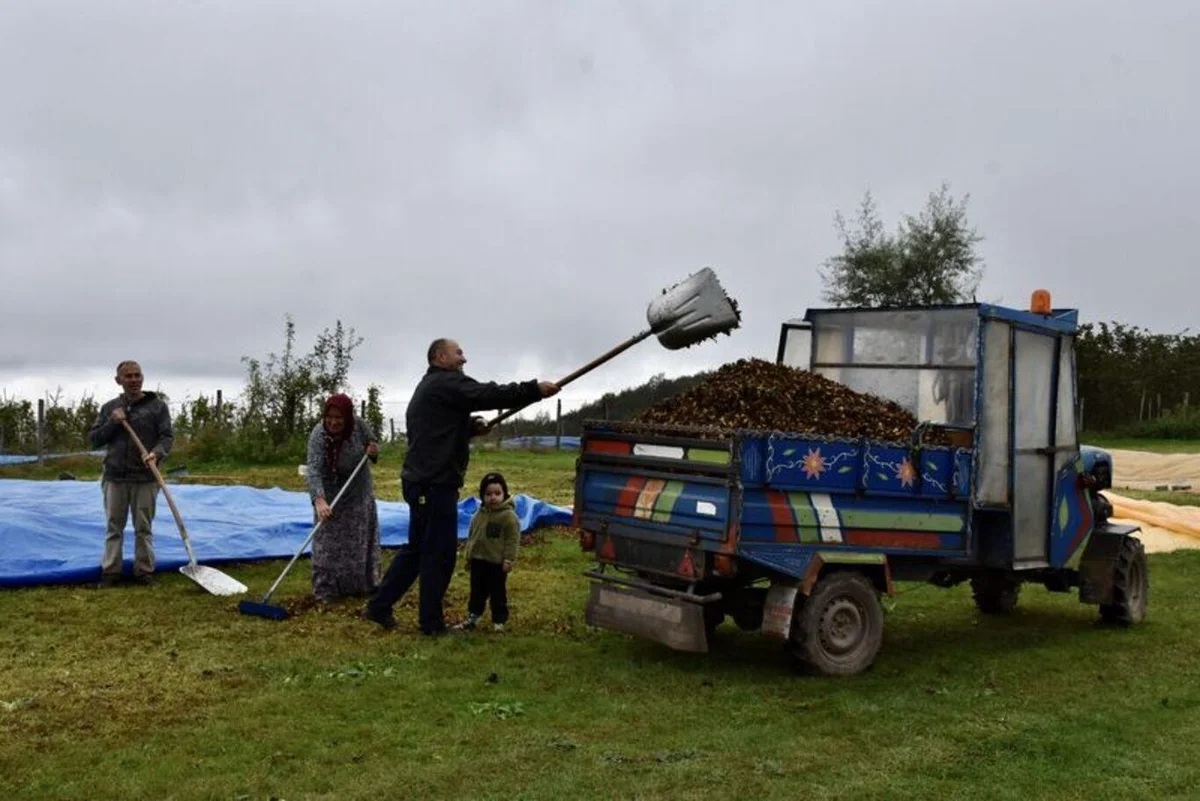 Ordu'da üreticiler bu kez "güneş duası" yaptı — 10. fotoğraf