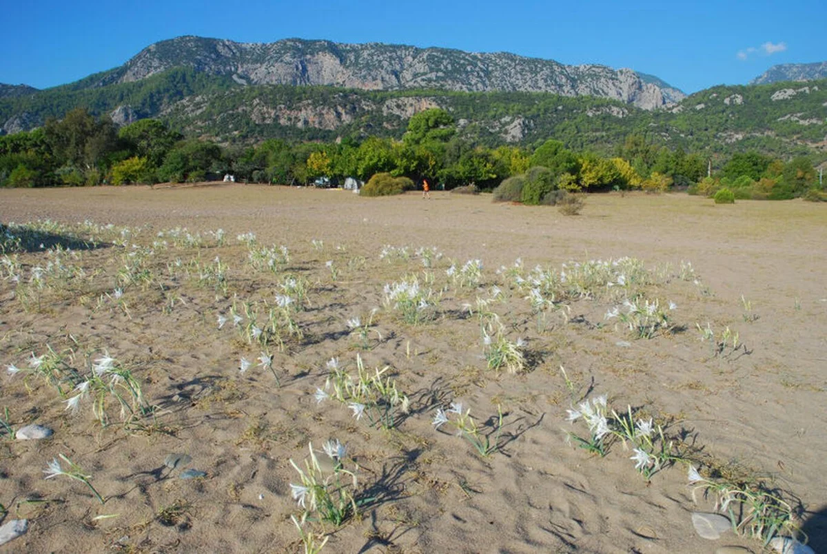 Çıralı'da caretta koruma çalışmaları kalkan oldu sayıları ciddi oranda arttı — 6. fotoğraf