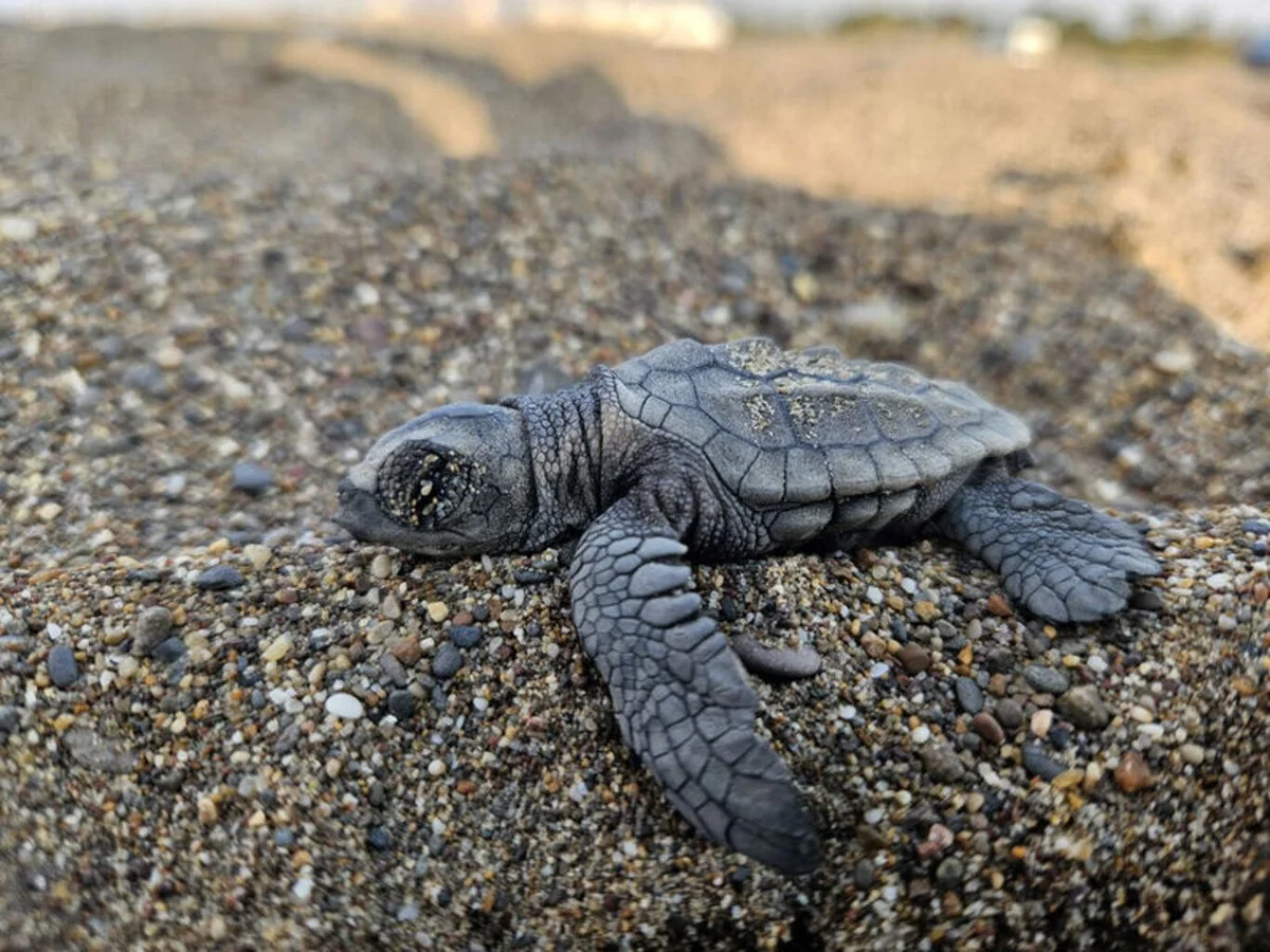 Yanmış odunların arasında ve çevresinde poşetler ile diğer atıklar da bulunuyor. Caretta carettaların yumurtalarını bıraktığı kumsalda, ateş kalıntıları da çöplerle birlikte temizlenmeden bırakıldı.