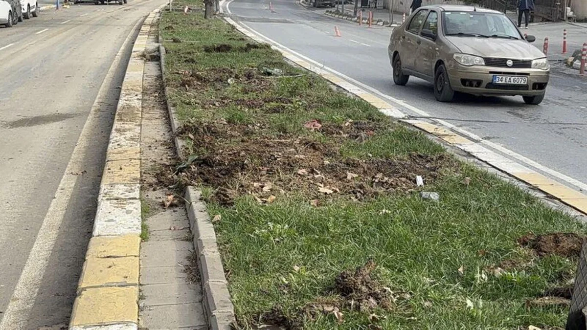 Eyüpsultan'da tramvay hattı çalışması için ağaçların kesildiği iddiasına vatandaşlardan tepki — 4. fotoğraf