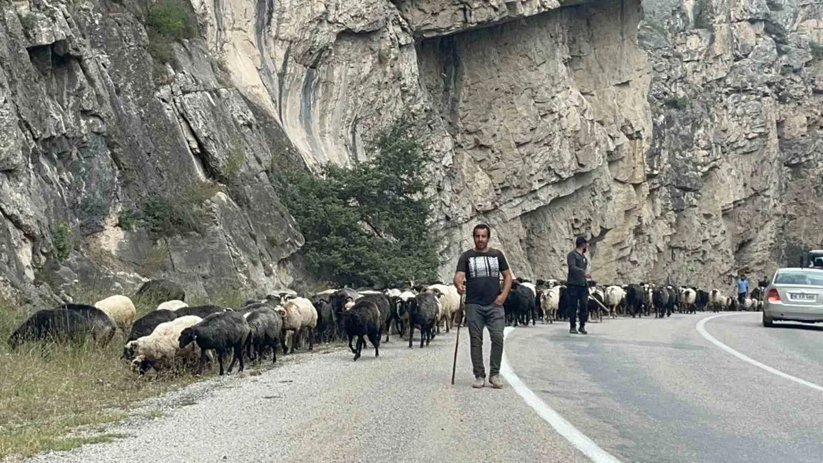 Artvin'de besiciler 700 küçükbaş hayvanla alçak rakımlı meralara göç etmeye başladı