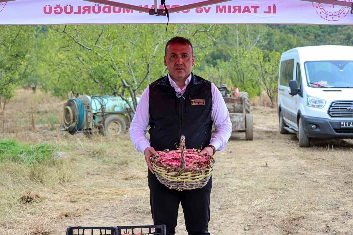 Bilecik'te 3 bin 700 dekarda barbunya hasadı başladı, 4 bin 500 ton hasat bekleniyor