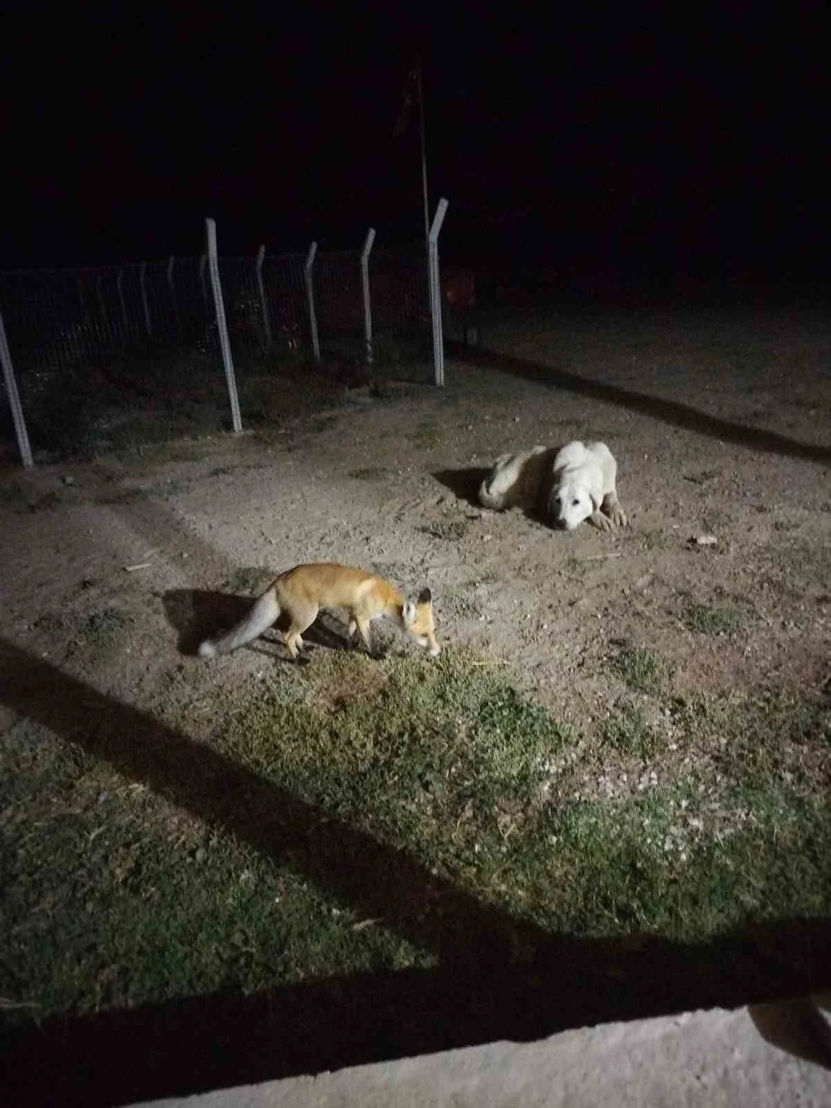 Eskişehir Sivrihisar'da bahçeye gelen tilkiyi ev sahipleri besledi