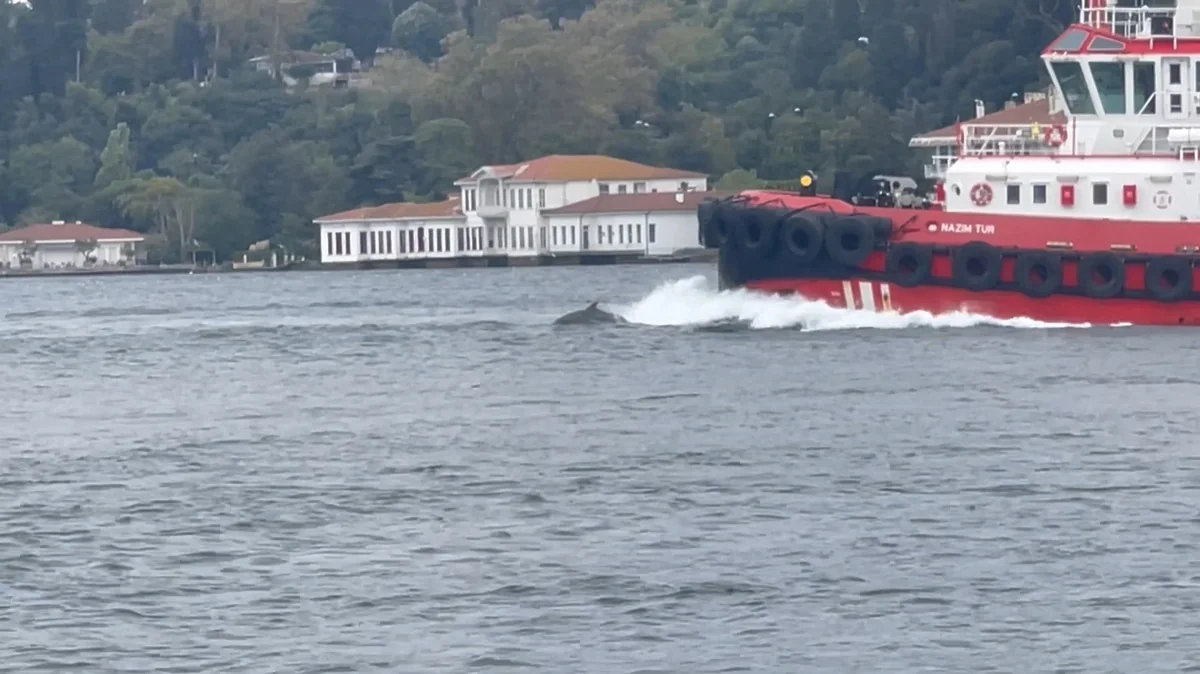 İstanbul Boğazı'nda yunuslar sabah Kıyı Emniyeti gemisinin önünde yüzdü