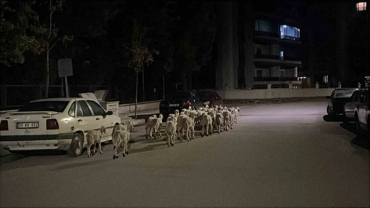 Çorum'da kapıyı kırıp kaçan koyunlar sokak sokak aranıp boş arazide bulundu