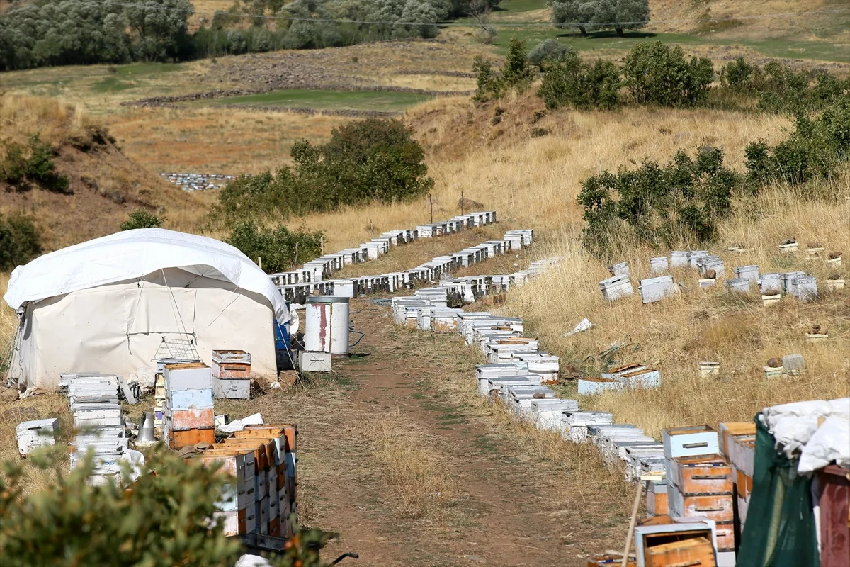 Muş Varto'da arıcı çift 40 yıldır arıcılıkta bu yıl 600 kovandan 8 ton bal hasat etti