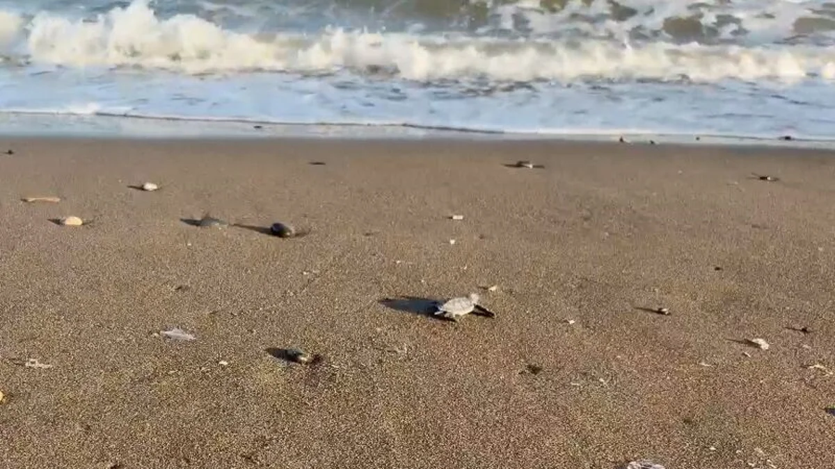 Mersin'de deniz kaplumbağa yavruları denizle buluştu