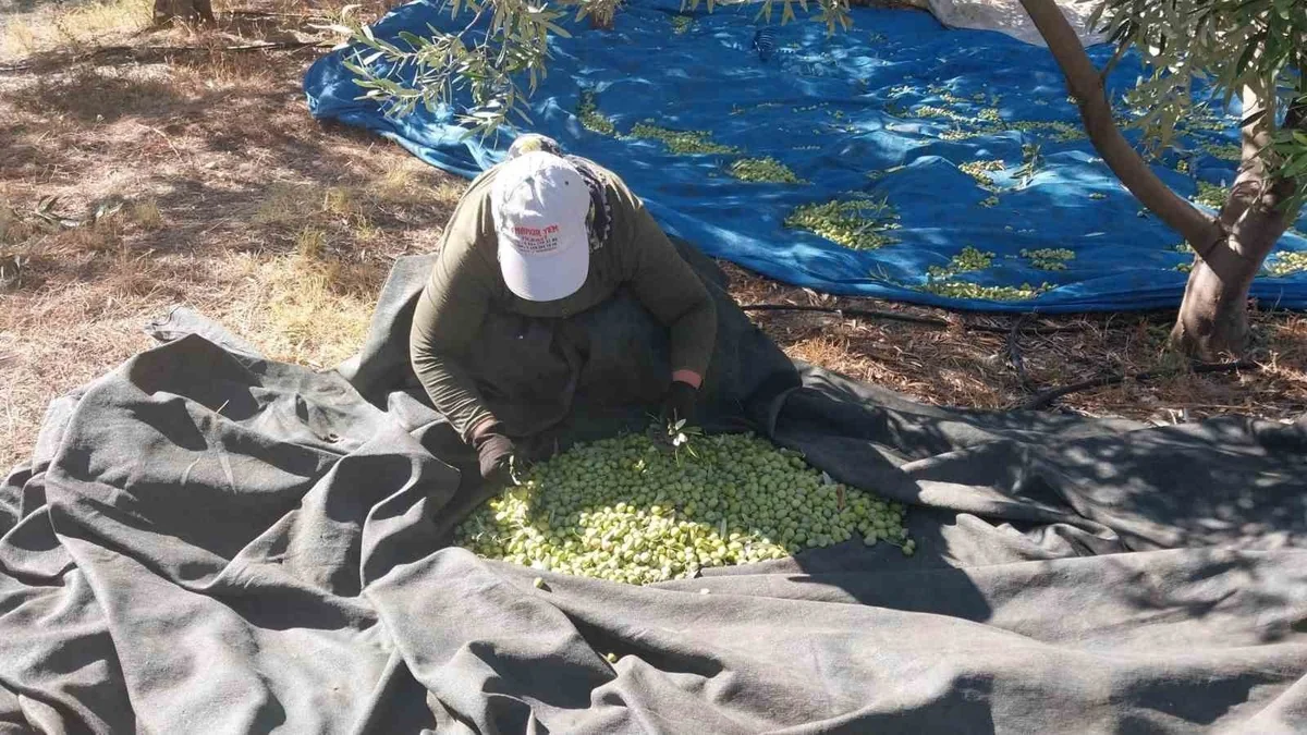 Mersin Mut'ta zeytin hasadında rekolte yüksek, fiyatlar 10-60 TL arası değişiyor
