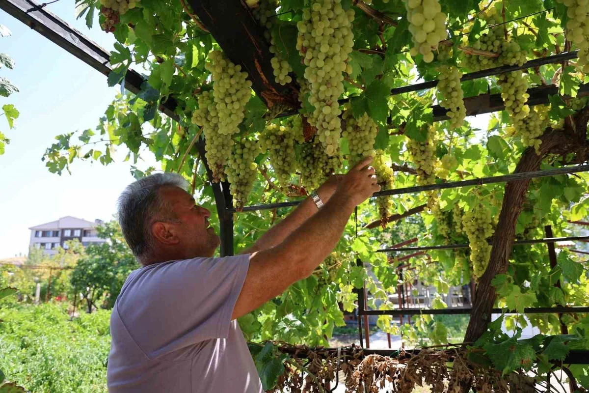 Nevşehir Gülşehir'de Mehmet Kılıç, 650 üzüm çeşidini aynı bahçede buluşturdu