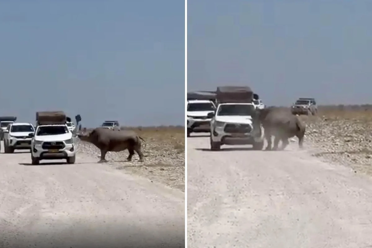 Turistlerin yüreği ağzına geldi! Bir tonluk hayvan arabayı parçalıyordu