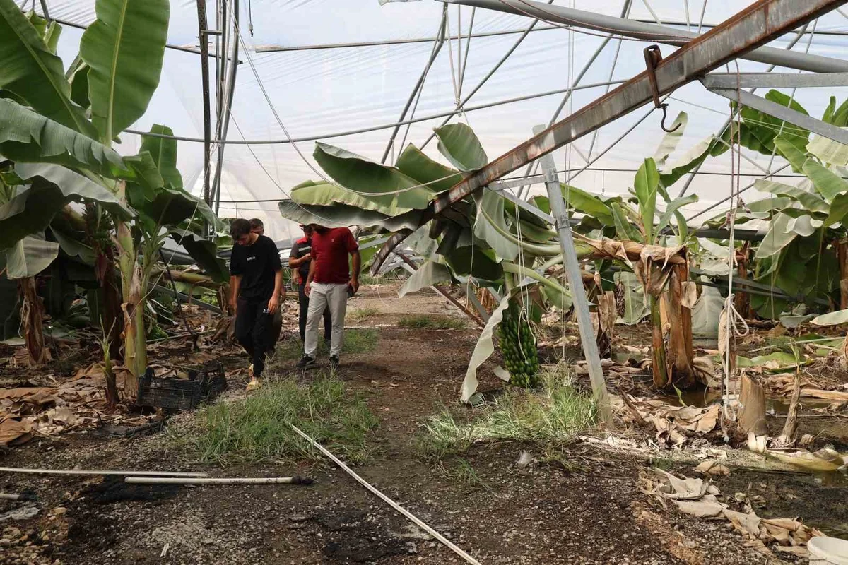 Adana İmamoğlu'nda fırtına yaklaşık 20 bin civcivi telef etti, muz serası zarar gördü