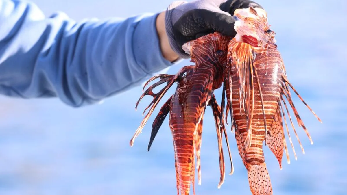 Antalya'da 30 bin TL'lik "aslan balığı" yarışması: 3 saatte 16 kilo