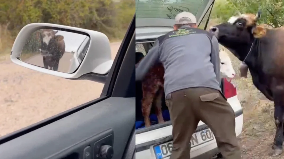 Doğum yapan ineğin buzağının bulunduğu aracı takip etmesi kamerada