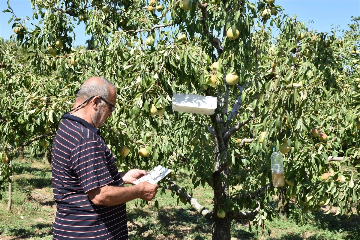Edirne'de 70'lik Kenan Kırca'nın 15 yıldır armut bahçesinde yüzde 10 artış bekleniyor