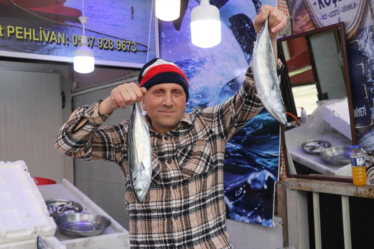 Rize'de palamut tezgahlarda adet 50 liradan satılıyor, balıkçılar bolluktan memnun