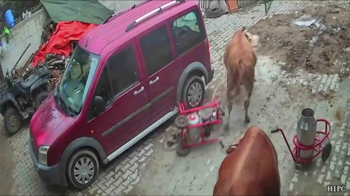 Amasya'da öfkeli boğa, komşu ahırda süt sağım makinesini sürükledi, makine hasar aldı