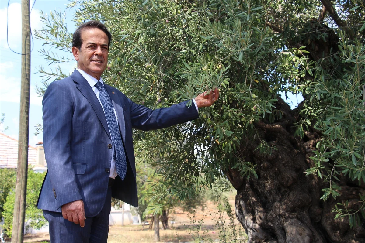 Antalya Zeytinpark'taki 1200 ve 800 yıllık zeytin ağaçları 10 yıldır meyve veriyor