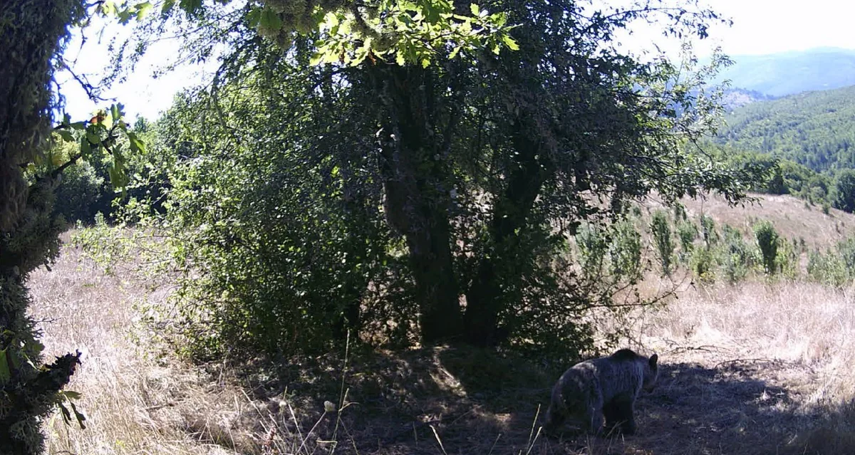 Kastamonu'nun Azdavay ilçesinde armut toplayan iki ayı fotokapana yakalandı