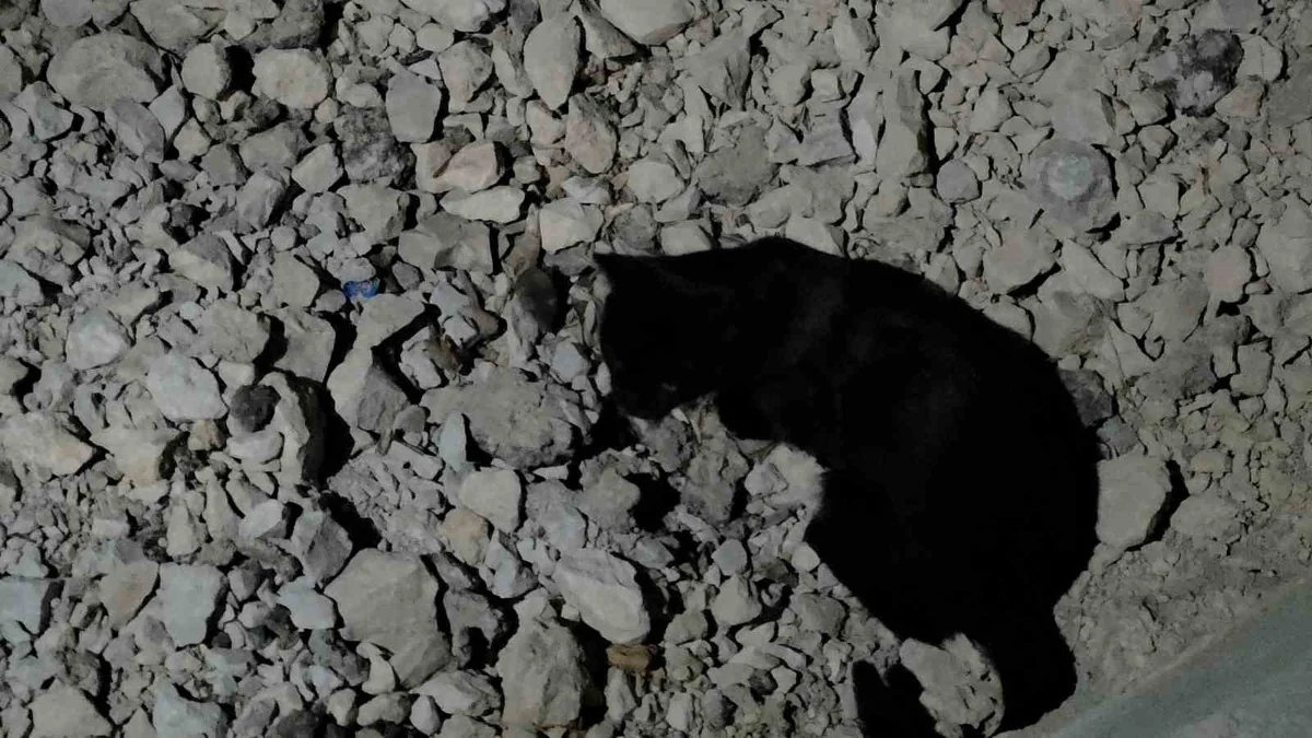 Van Gölü sahilinde kedi, yakaladığı fareyle yaklaşık iki saat oynadı