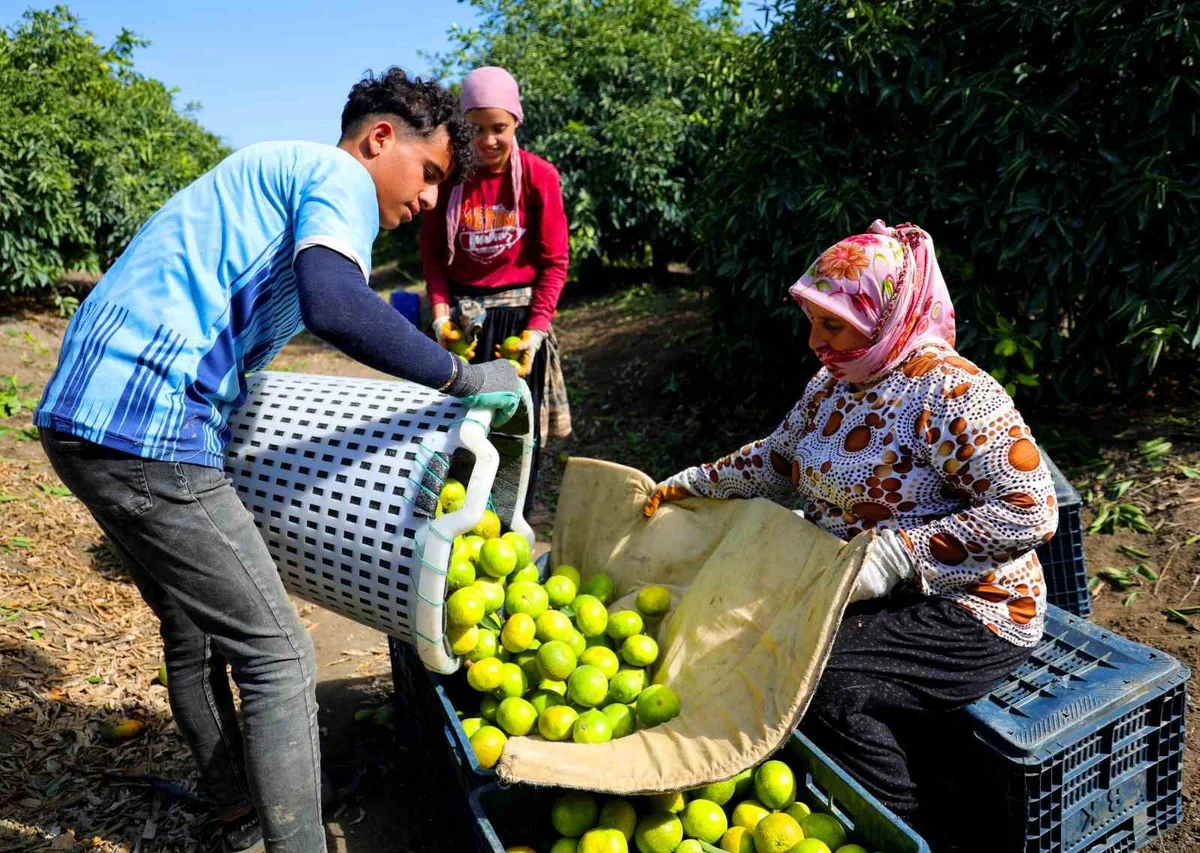 Adana'da erkenci mandalina hasadı başladı, dalında kilogramı 8-10 liradan satılıyor
