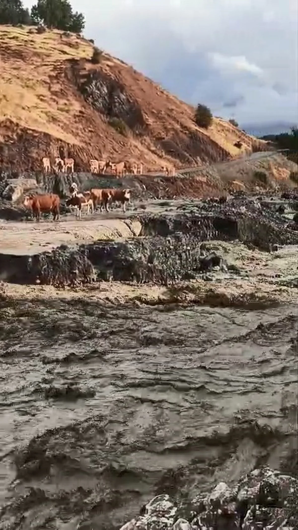 Elazığ Palu'da selde mahsur kalan inekler, yağış durunca bulundukları yerden çıktı