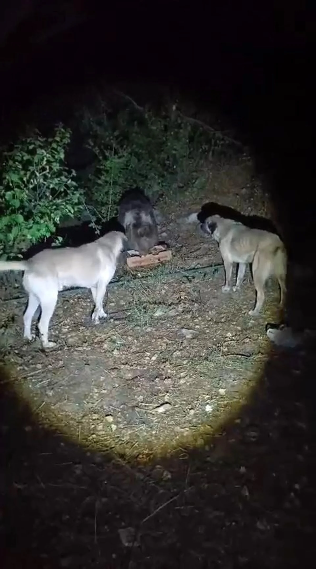 Tunceli'de kamp alanına gelen ayı, köpeklerin havlamasına aldırmadan yemeğini yedi