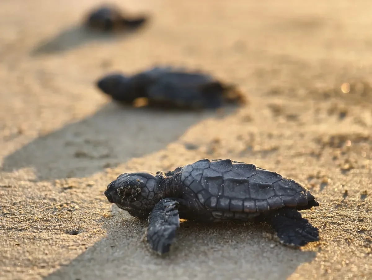 Antalya- Belek'te 100 bin caretta yavrusu denize ulaştı (Foto: DHA)