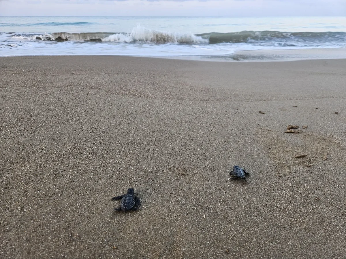 Antalya- Belek'te 100 bin caretta yavrusu denize ulaştı (Foto: DHA)