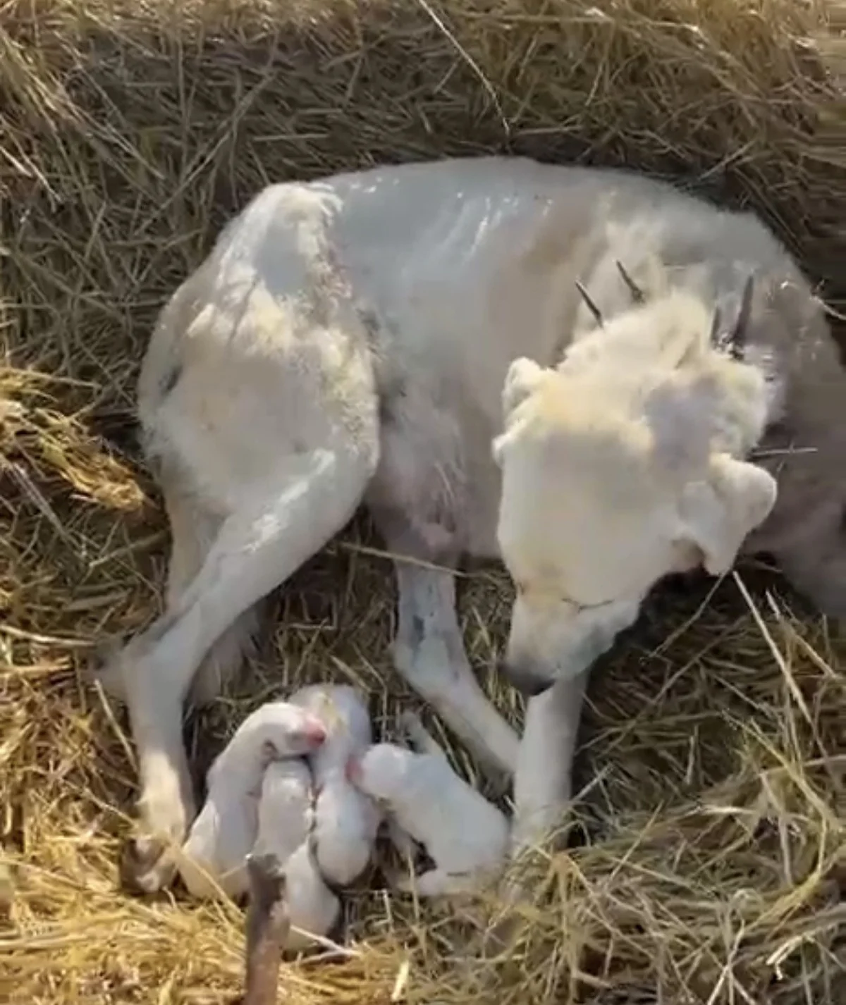 Eskişehir Sivrihisar'da akbaş cinsi köpek, koyun sürüsünün ortasında 4 yavru doğurdu