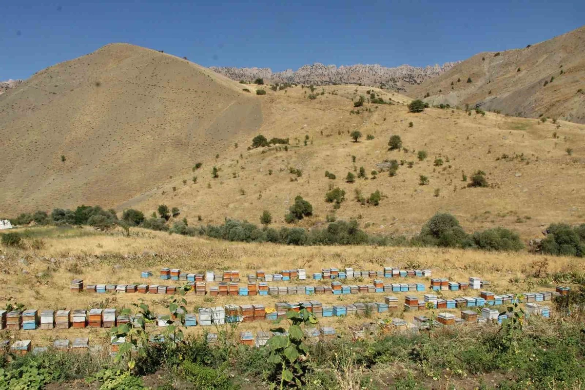 15 yıldır arıcılık yapan Enver Külter, Beytüşşebap'ta yüksek bal verimi bekliyor