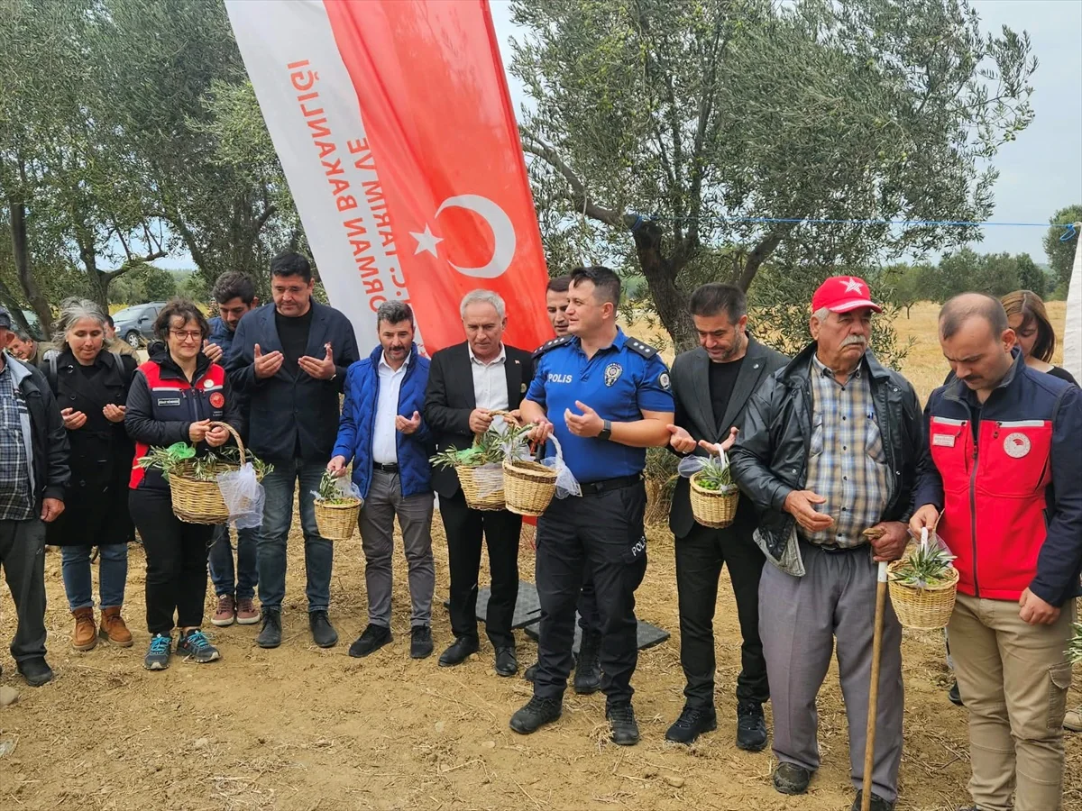 Eceabat'ta zeytinyağı festivali sona erdi, Kaymakam Yenigün bereketli sezon diledi
