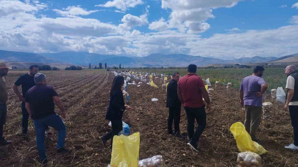 Erzincan Tercan'da patates hasadı başladı, üreticiler kışlık patatesleri hasat ediyor