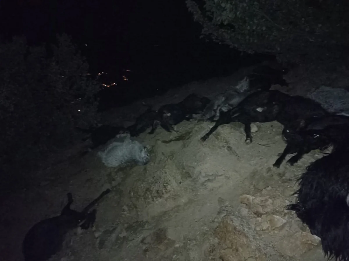 Kahramanmaraş'ta şiddetli yağışta yıldırımın isabet ettiği sürüde 20 keçi telef oldu