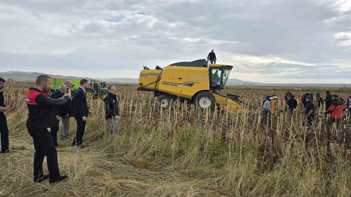 Muş Bulanık'ta bin 800 dönüm çerezlik ayçiçeğinde hasat dönemine gelindi